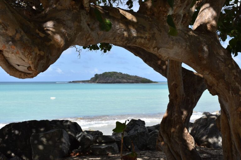 Huge old tree with odd shapes, and colorful blues of the sea and sky are beautiful accents.